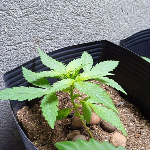 Gelato Auto growlog photo: Linda linda linda 