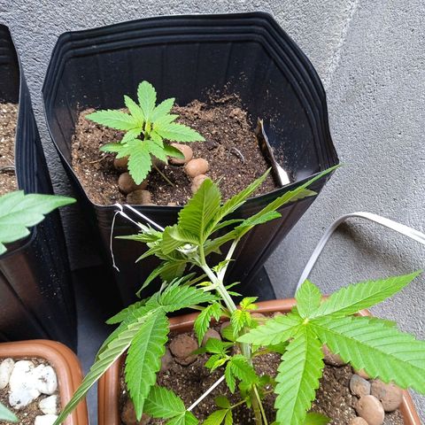 Gorilla Zkittlez Auto growlog photo: Irmãs de idades diferentes 