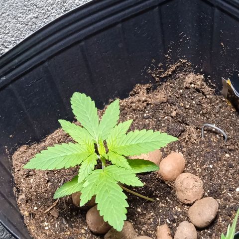 Gorilla Zkittlez Auto growlog photo: Linda e bela 