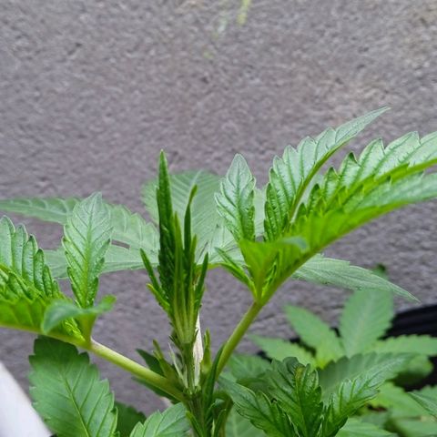 Durbon poison  growlog photo: A natureza e suas obras de arte 