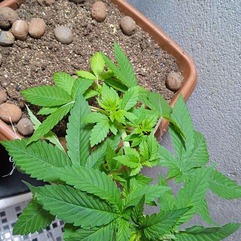 Gorilla zkittlez growlog photo: Lst + amarras 