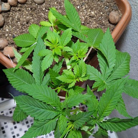 Gorilla zkittlez growlog photo: Tá ficando linda cada dia que se passa , 1 mês e 1 dia 