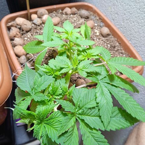 Gorilla zkittlez growlog photo: Lst e amarras 