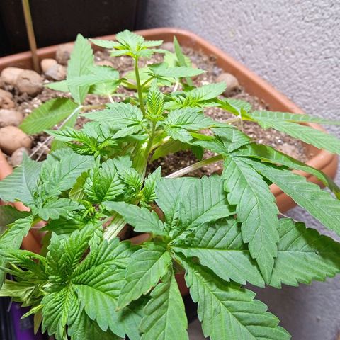 Gorilla zkittlez growlog photo: Vários apicais 
