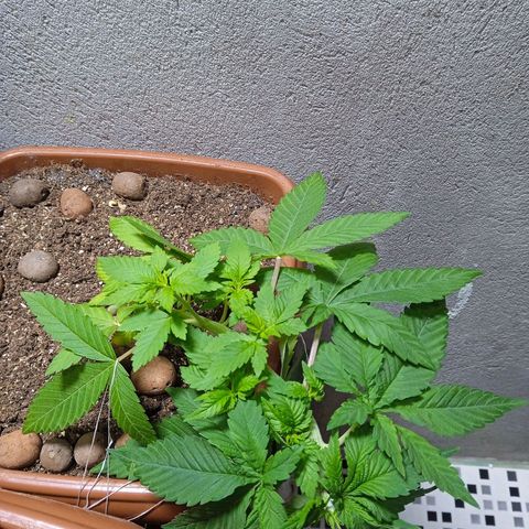 Gorilla zkittlez growlog photo: Perfeita, primeiro cultivo de muitos que viram 