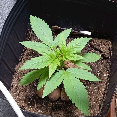 Gorilla Zkittlez Auto growlog timeline photo