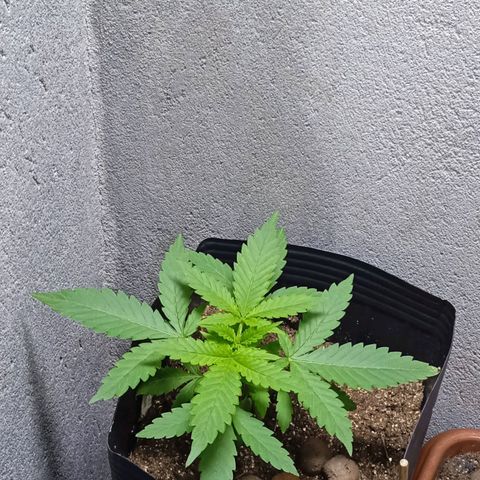 Gelato Auto growlog photo: Absurda 🍦