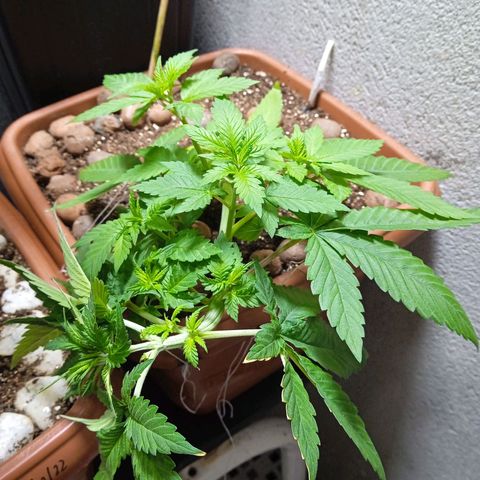 Gorilla zkittlez growlog photo: Rs