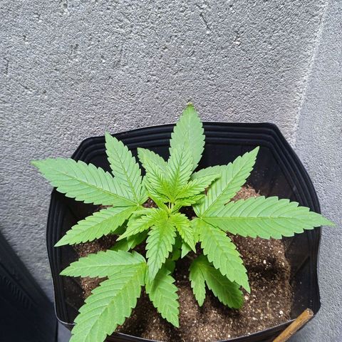 Gorilla Zkittlez Auto growlog photo: Linda como nunca 
