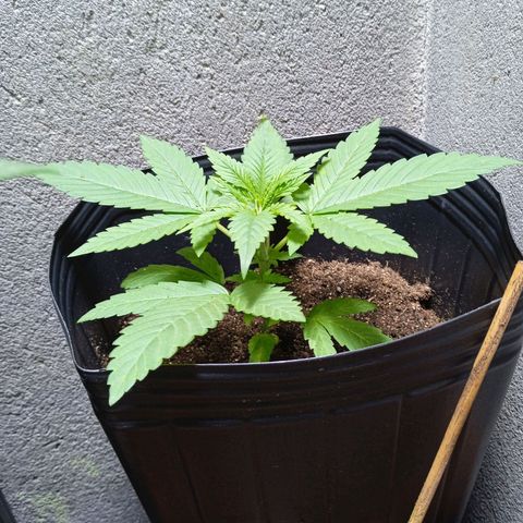 Gorilla Zkittlez Auto growlog timeline photo