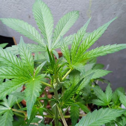 Durbon poison  growlog photo: Pre flora 