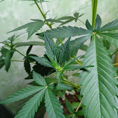 Durbon poison  growlog photo: Começou a floração 