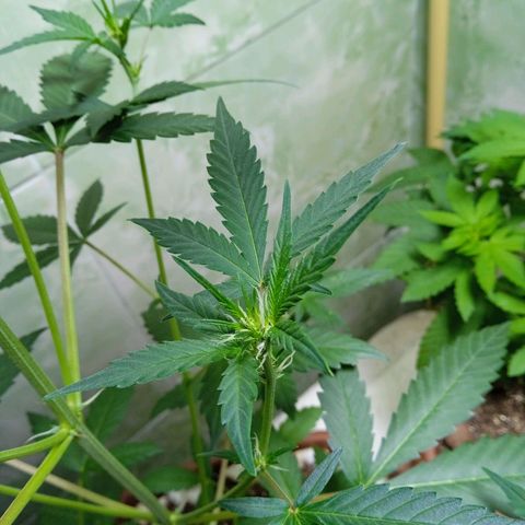 Durbon poison  growlog photo: Começou a floração 