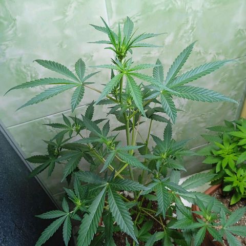 Durbon poison  growlog photo: Hoje estou dando um start na floração dia 1 