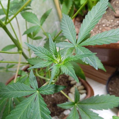 Durbon poison  growlog photo: Bem ramificada 
