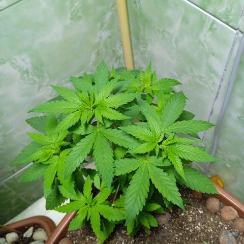Gorilla zkittlez growlog photo: Tô achando que vou ter que trocar o foto período porque nada de florir rs
