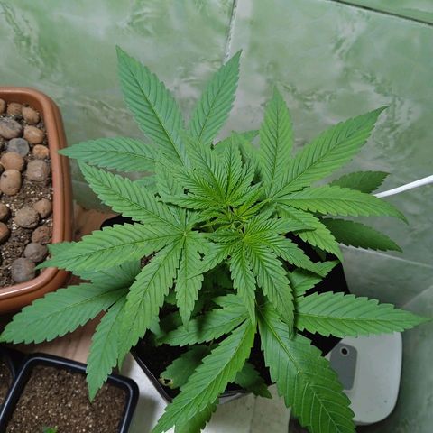Gorilla Zkittlez Auto growlog photo: A imagem fala por si so