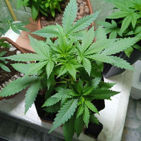 Gelato Auto growlog photo: A todo vapor