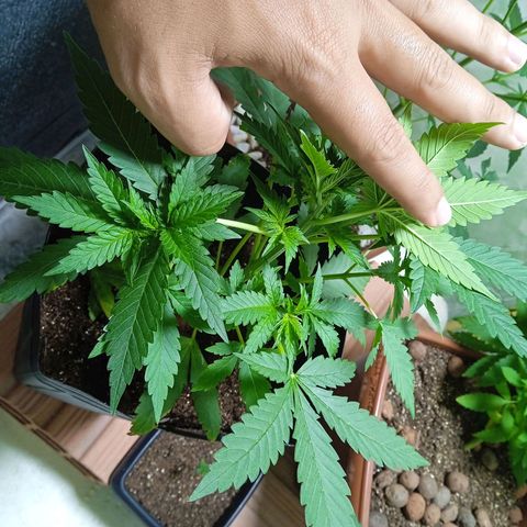 Gelato Auto growlog photo: A todo vapor