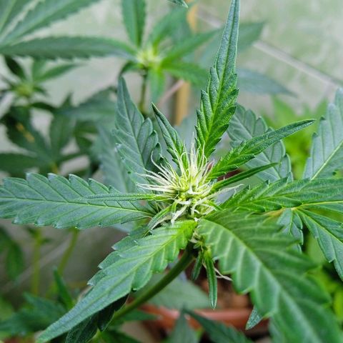 Durbon poison  growlog photo: Todo dia eu percebo engordando 😍😍