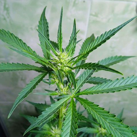 Durbon poison  growlog photo: Todo dia eu percebo engordando 😍😍