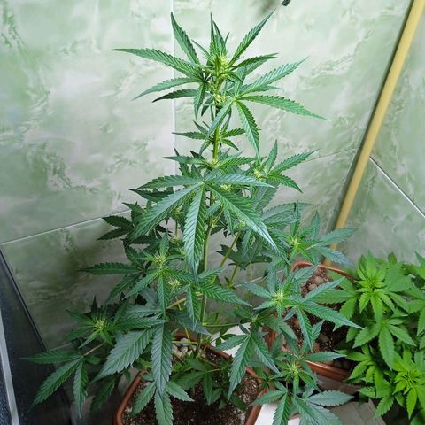 Durbon poison  growlog photo: Todo dia eu percebo engordando 😍😍