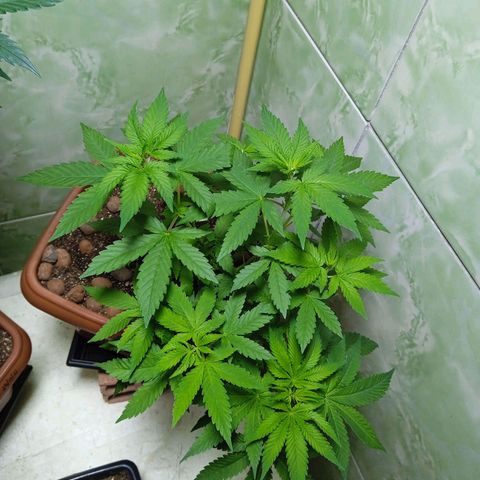 Gorilla zkittlez growlog photo: Nada de florir , paciência tudo no seu tempo , mas quando florir vai vim  forte 