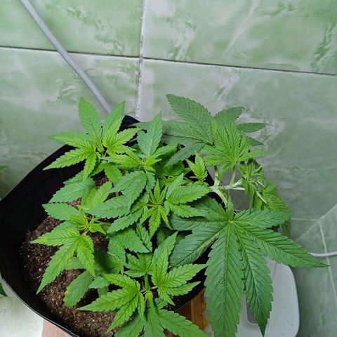 Gorilla Zkittlez Auto growlog photo: Lst e amarras , fiz uma pode desfoliar