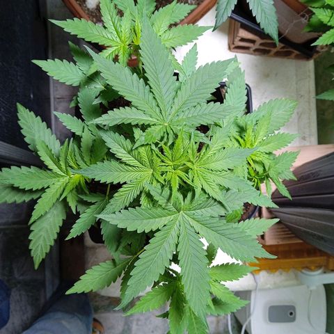 Gelato Auto growlog photo: Muito linda , caule engrossou mais que todas kkk