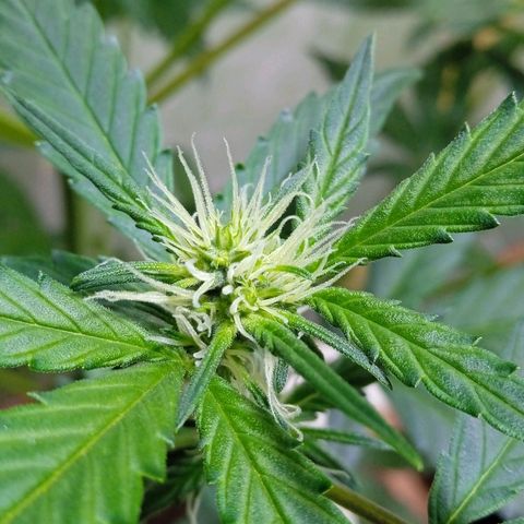 Durbon poison  growlog photo: Primeira semana de flora 