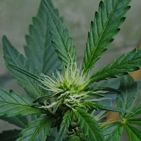 Durbon poison  growlog photo: Primeira semana de flora 