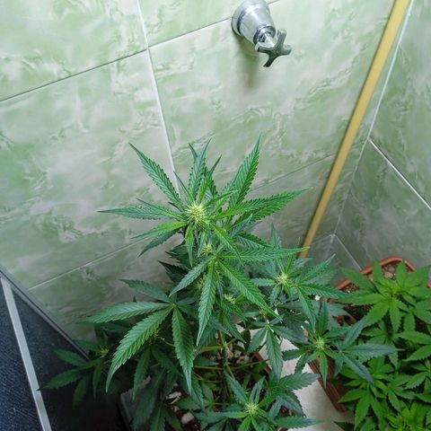 Durbon poison  growlog photo: Primeira semana de flora 