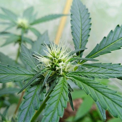 Durbon poison  growlog photo: Primeiro ciclo 🙏