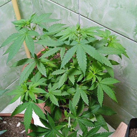 Gorilla zkittlez growlog photo: Linda ,mas nada de florir , vou esperar mais 15 dias se não vou ter que fiplar 12/12 