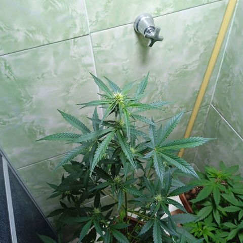 Durbon poison  growlog photo: Primeiro ciclo 🙏
