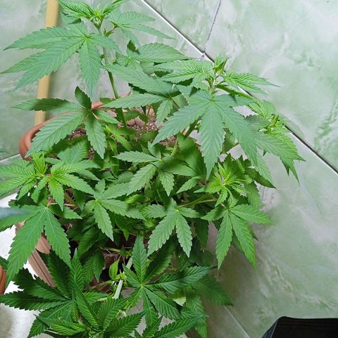 Gorilla zkittlez growlog photo: Linda ,mas nada de florir , vou esperar mais 15 dias se não vou ter que fiplar 12/12 