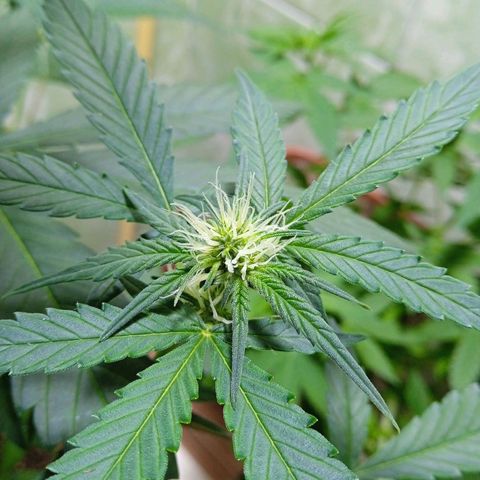 Durbon poison  growlog photo: Primeiro ciclo 🙏