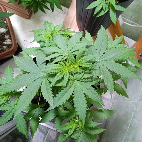 Gelato Auto growlog timeline photo