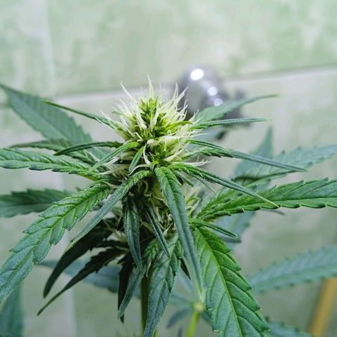 Durbon poison  growlog photo: Primeiro ciclo 🙏