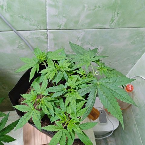 Gorilla Zkittlez Auto growlog photo: Sofrendo provavelmente ph desregulado 