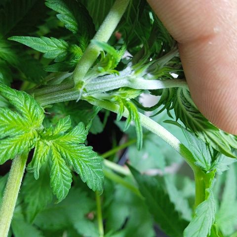 Gelato Auto growlog photo: Mostrou o sexo , início da pré flora 