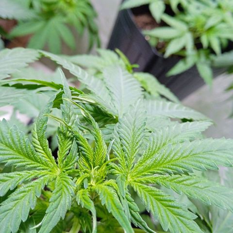 Gelato Auto growlog photo: Mostrou o sexo , início da pré flora 