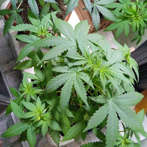 Gelato Auto growlog photo: Mostrou o sexo , início da pré flora 