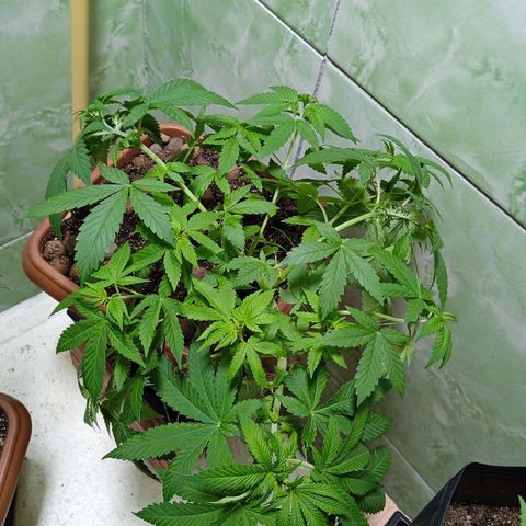 Gorilla zkittlez growlog photo: Novas amarras 