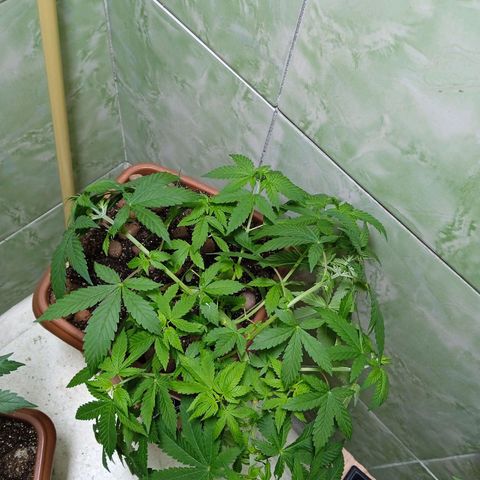 Gorilla zkittlez growlog timeline photo