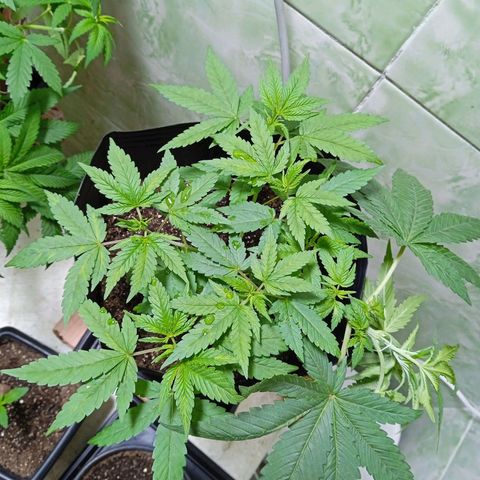 Gorilla Zkittlez Auto growlog photo: Fluindo ,