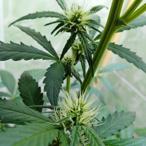 Durbon poison  growlog timeline photo