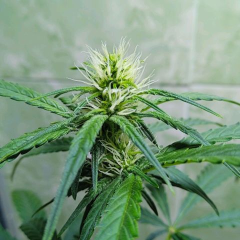 Durbon poison  growlog timeline photo