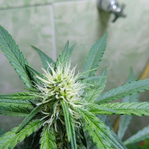 Durbon poison  growlog photo: Começando a resinado entrando na segunda semana de floração 