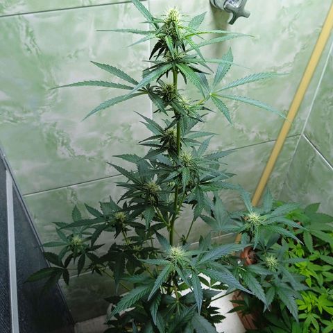 Durbon poison  growlog photo: Começando a resinado entrando na segunda semana de floração 